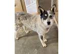 Adopt Goofy a Australian Cattle Dog / Blue Heeler