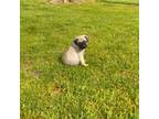 Pug Puppy for sale in Luray, VA, USA