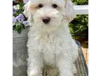 Australian Labradoodle Puppy for sale in Washington, NC, USA