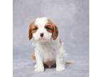 Cavalier King Charles Spaniel Puppy for sale in Apple Creek, OH, USA