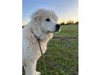 Adopt Blizzard a Great Pyrenees