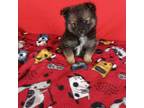 Pomeranian Puppy for sale in Tucson, AZ, USA