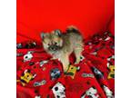 Pomeranian Puppy for sale in Tucson, AZ, USA