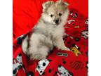 Pomeranian Puppy for sale in Tucson, AZ, USA