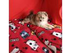 Pomeranian Puppy for sale in Tucson, AZ, USA