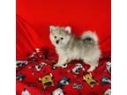 Pomeranian Puppy for sale in Tucson, AZ, USA