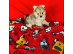 Pomeranian Puppy for sale in Tucson, AZ, USA