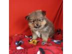 Pomeranian Puppy for sale in Tucson, AZ, USA