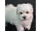 Maltese Puppy for sale in Ladysmith, WI, USA