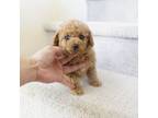 Poodle (Toy) Puppy for sale in Anaheim, CA, USA
