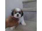 Mal-Shi Puppy for sale in Anaheim, CA, USA