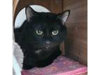 Adopt Panther a Domestic Short Hair