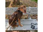 Adopt Obi 032328 a Doberman Pinscher, Chocolate Labrador Retriever