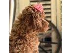 Poodle (Toy) Puppy for sale in Bloomfield, IA, USA