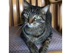 Adopt Ollie a Domestic Short Hair