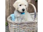 Goldendoodle Puppy for sale in Santee, CA, USA