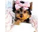 Yorkshire Terrier Puppy for sale in Pembroke Pines, FL, USA