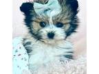 Papillon Puppy for sale in Pembroke Pines, FL, USA