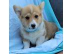 Pembroke Welsh Corgi Puppy for sale in Homer, GA, USA