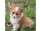 Pembroke Welsh Corgi Puppy for sale in Homer, GA, USA