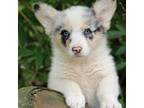Pembroke Welsh Corgi Puppy for sale in Homer, GA, USA