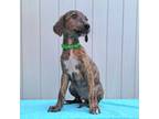 Brindle Male Saluki Whippet