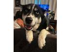 Adopt Clover a Siberian Husky