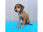 Saluki Puppy for sale in Eldora, IA, USA