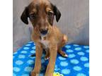 Saluki Puppy for sale in Eldora, IA, USA