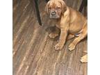 American Bull Dogue De Bordeaux Puppy for sale in Nanjemoy, MD, USA