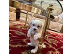 Maltese Puppy for sale in Riverside, CA, USA