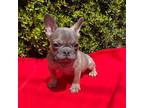 French Bulldog Puppy for sale in Lawrenceville, GA, USA