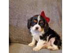 Cavalier King Charles Spaniel Puppy for sale in Middlesex, NY, USA