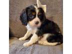 Cavalier King Charles Spaniel Puppy for sale in Middlesex, NY, USA