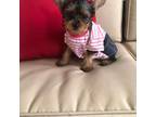 Yorkshire Terrier Puppy for sale in Norfolk, VA, USA