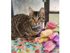 Adopt WINDSLOW a Domestic Short Hair