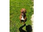 Adopt Tar a Staffordshire Bull Terrier