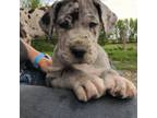 Great Dane Puppy for sale in Blue Earth, MN, USA