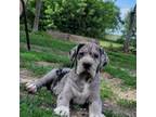 Great Dane Puppy for sale in Blue Earth, MN, USA