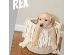 Rex