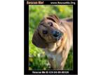 Adopt Hutch a Labrador Retriever, Redbone Coonhound