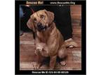 Adopt Hutch a Labrador Retriever, Redbone Coonhound