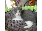 Adopt Ben a Domestic Medium Hair