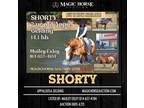 Shorty~Extra Cute*Extra Safe*Playday/Family/Trail Appy Gelding~