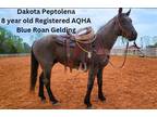 Dakota Peptolena~Athletic/Good Minded/Ranch Horse Type AQHA Gelding~