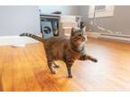 Adopt Noggins a Domestic Short Hair