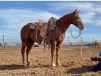 BA SKEEDADDLE â 2013 AQHA Sorrel Gelding x Skeets Peppy x Peppy San Badger