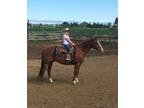 FOREST â 2019 GRADE Quarter Horse Sorrel Gelding! Go to