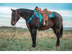 FQHR TWO EYE BLUE â 2016 AQHA Bay Roan Gelding x ID Watch Two Eye x ID