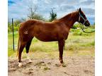 HOT SUSIE REY â 2022 AQHA Sorrel Mare x HottStuff x Hottish out of Miss